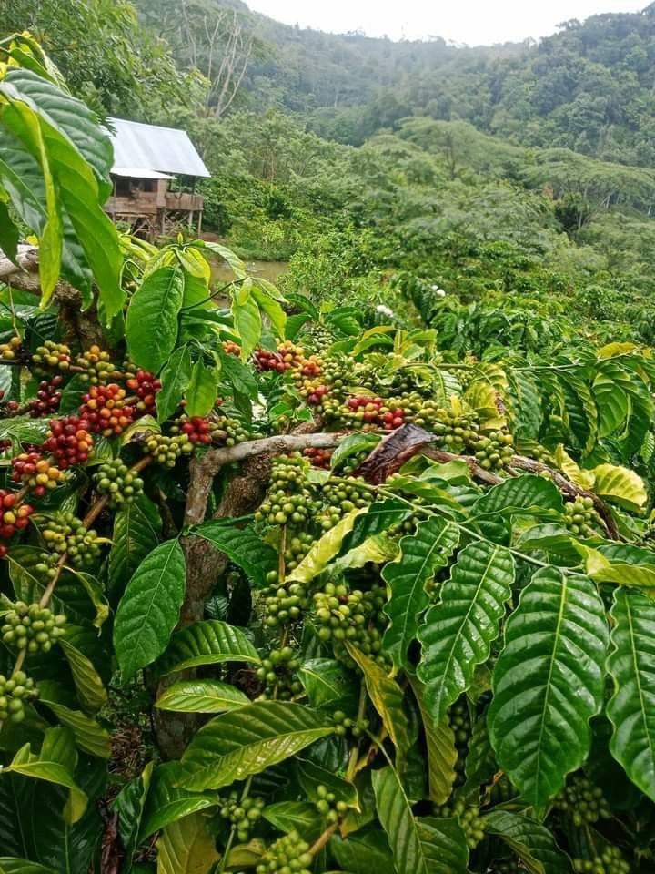 Cultivos de café durante el tour cafetero en Medellín